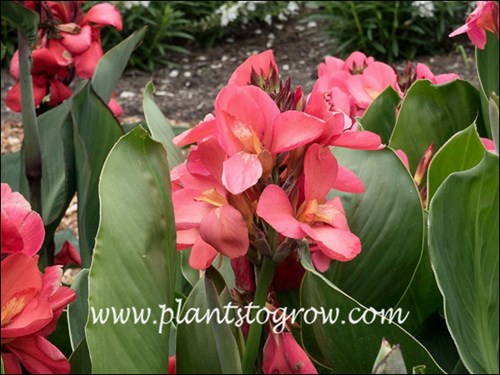 Canna Cannova Rose